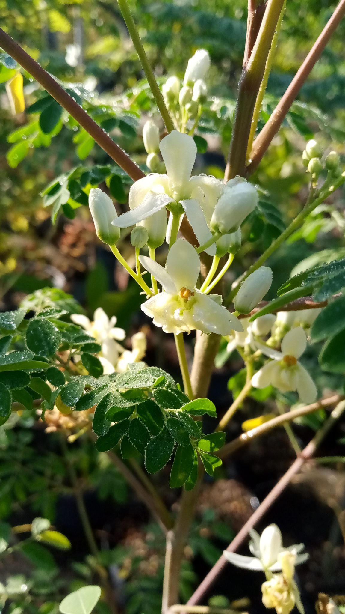 Horseradish Tree Richard Lyons Nursery, Inc.