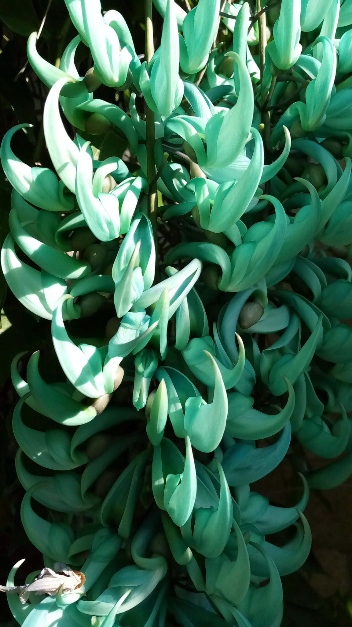 Strongylodon macrobotrys (Green Jade Vine) Richard Lyons Nursery, Inc.