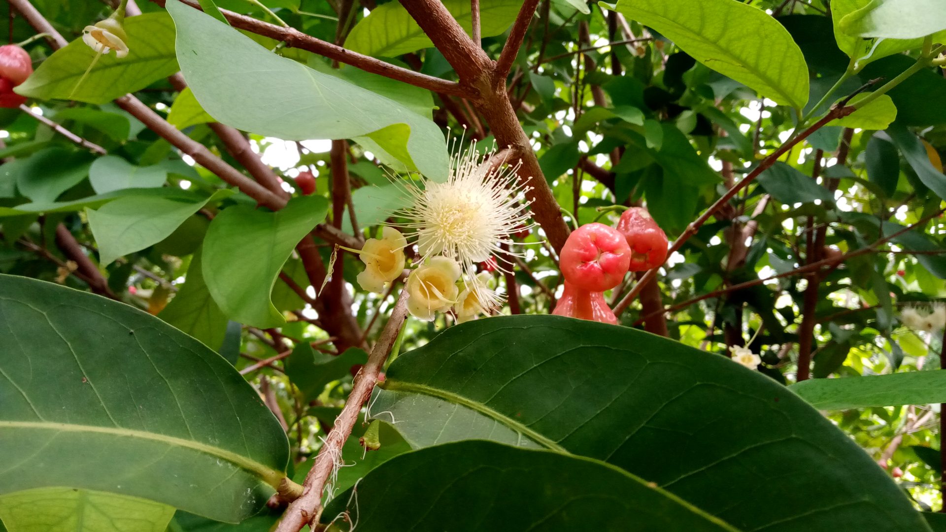 Wax Jambu Richard Lyons Nursery, Inc.
