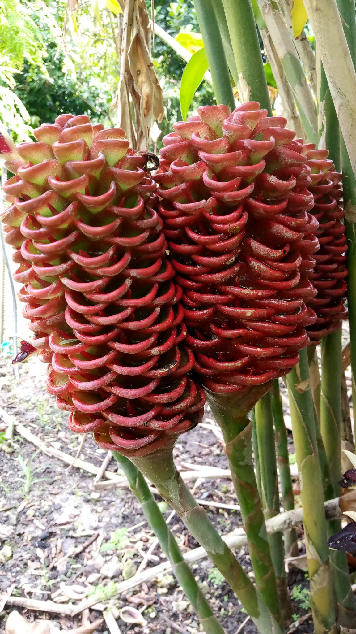 Shampoo Ginger and Beehive Ginger Richard Lyons Nursery, Inc.