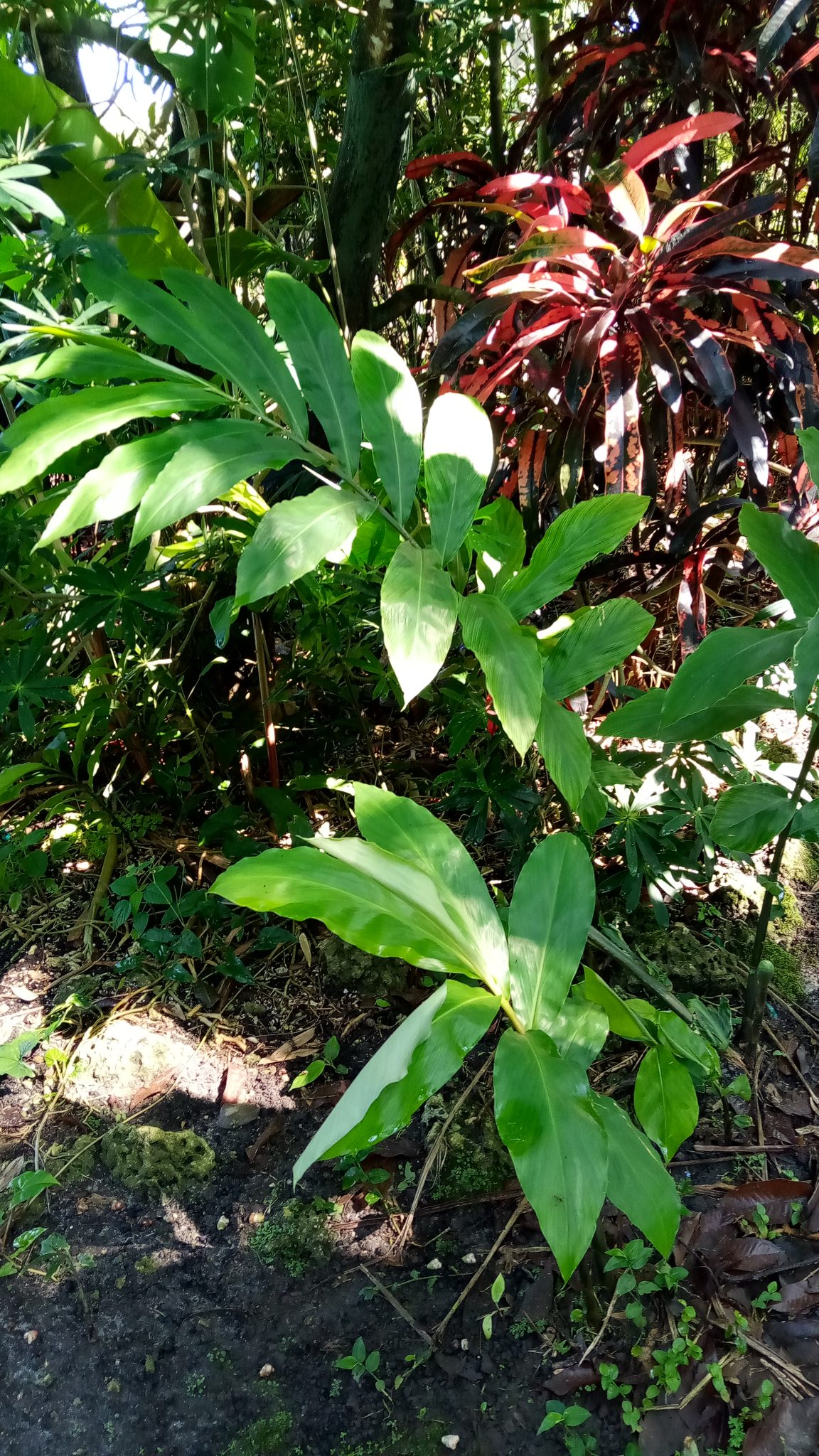 Shampoo Ginger and Beehive Ginger Richard Lyons Nursery, Inc.