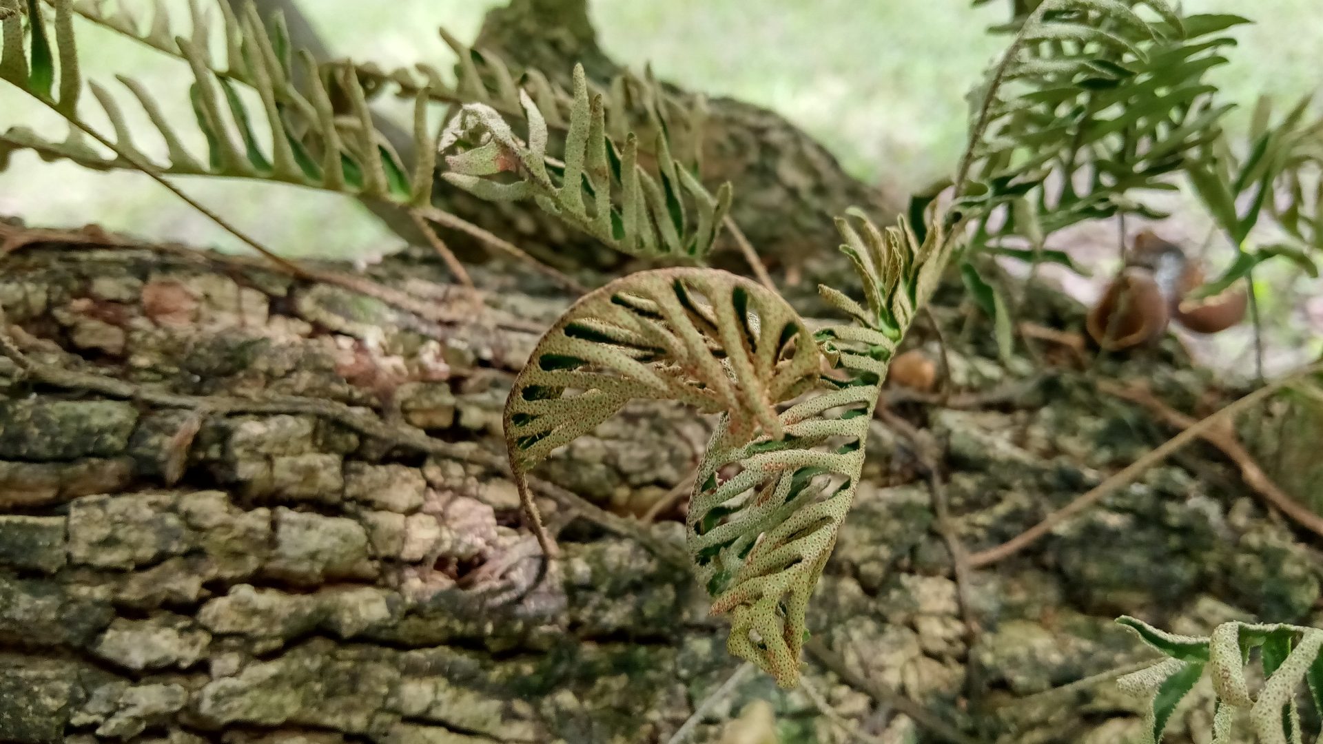 Resurrection Fern and WhiskFern Richard Lyons Nursery, Inc.