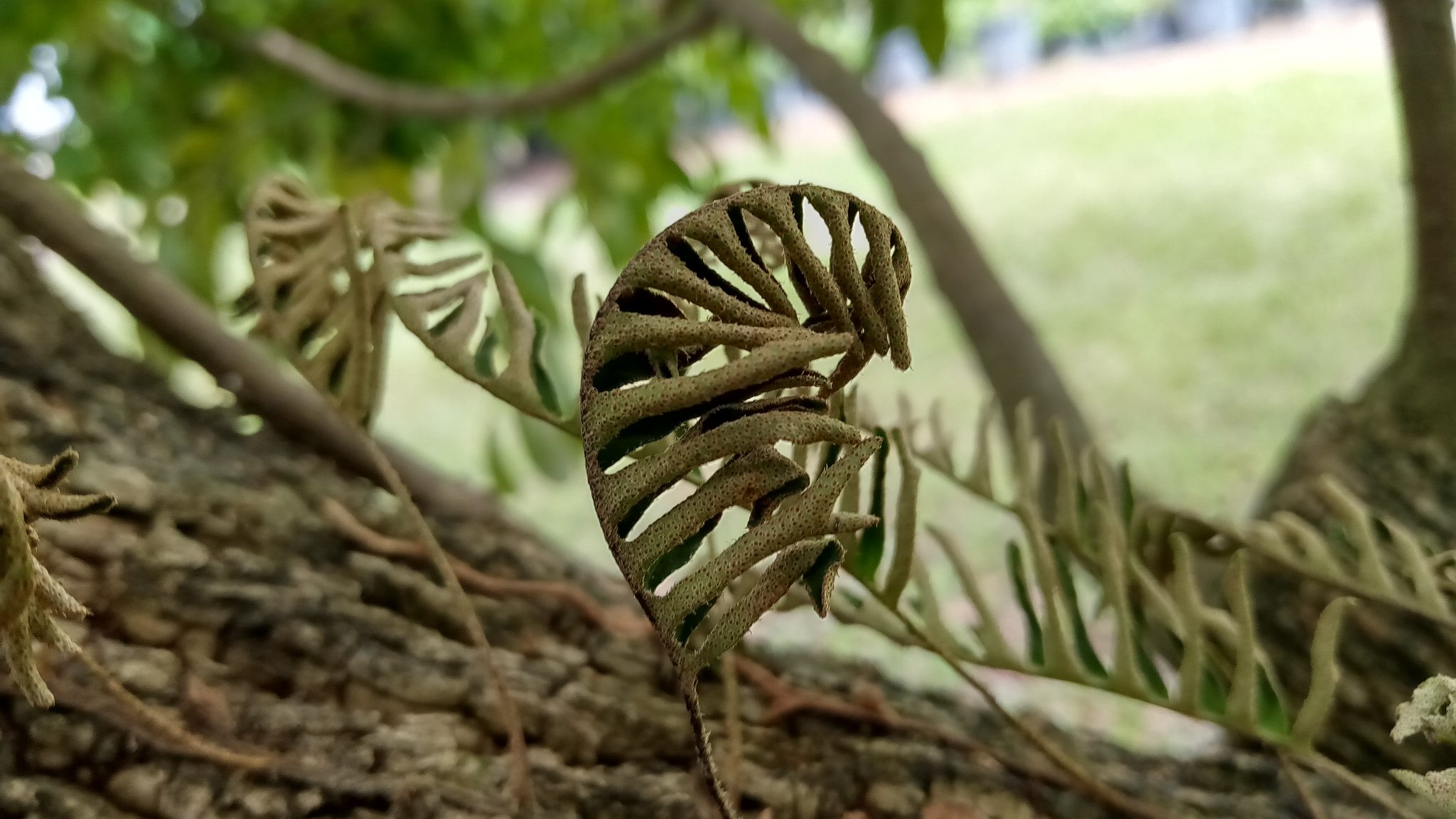 Resurrection Fern and WhiskFern Richard Lyons Nursery, Inc.