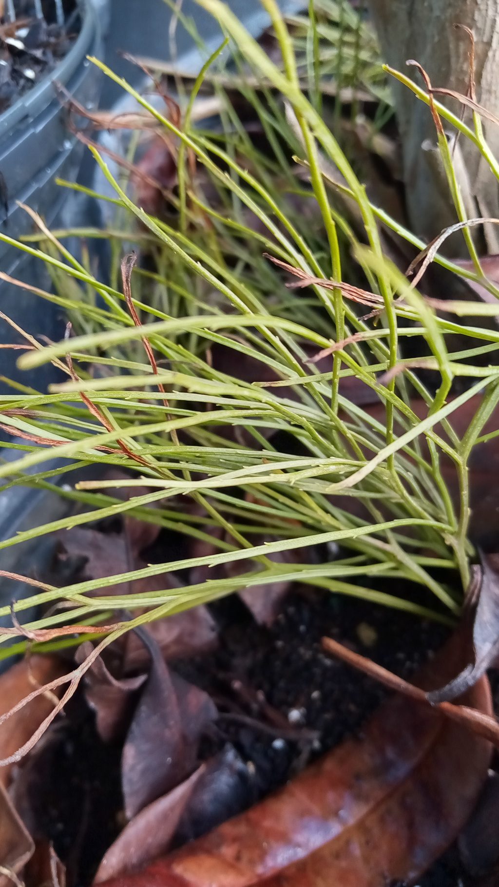 Resurrection Fern and WhiskFern Richard Lyons Nursery, Inc.
