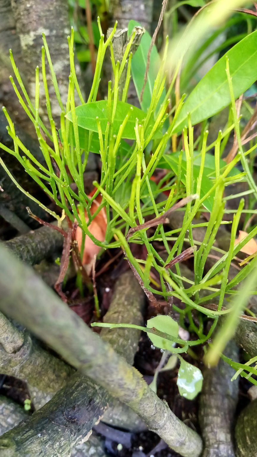 Resurrection Fern and WhiskFern Richard Lyons Nursery, Inc.