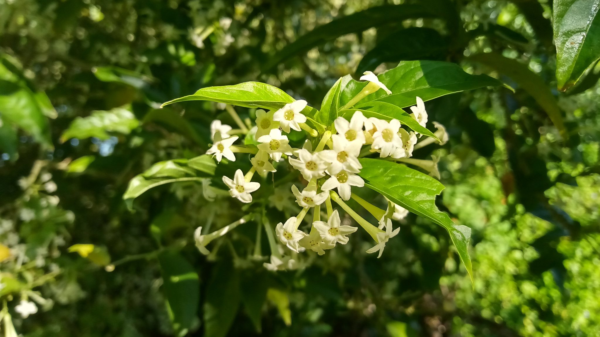 Night and Day Blooming Jasmine Richard Lyons Nursery, Inc.