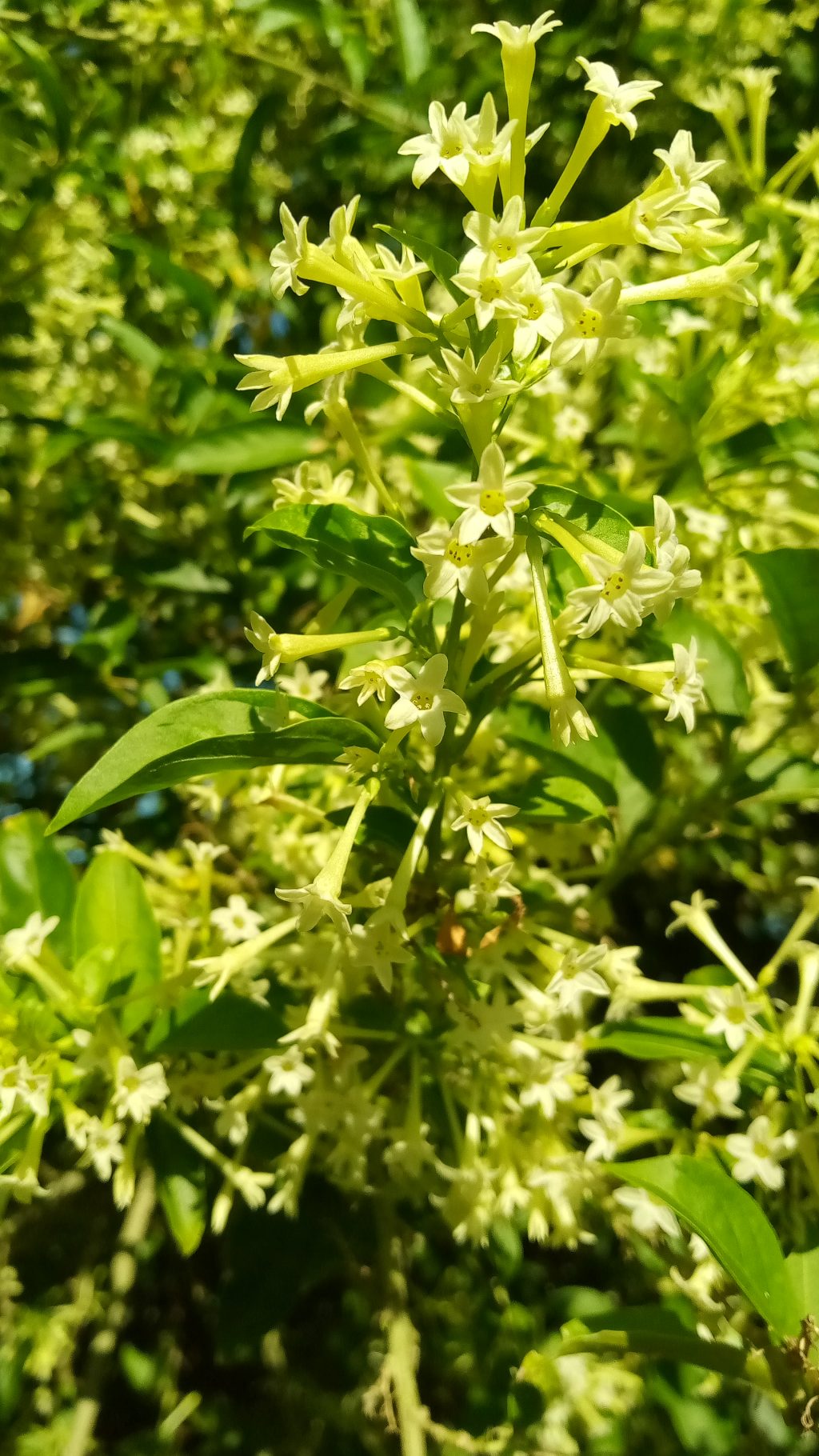 Night and Day Blooming Jasmine Richard Lyons Nursery, Inc.