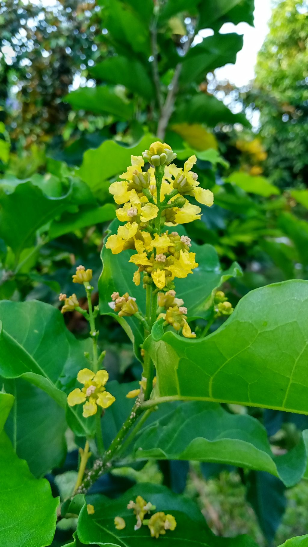 Peanut Butter Tree Richard Lyons Nursery Inc peanut-butter-tree-richard-lyons-nursery-inc