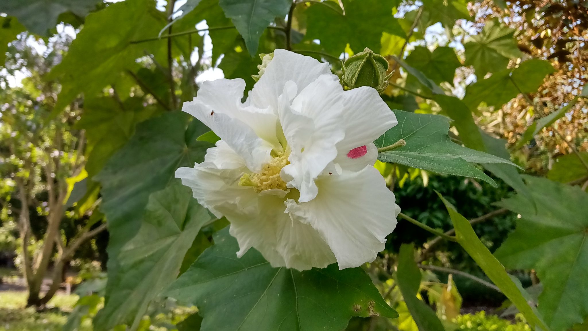 Confederate Rose Richard Lyons Nursery, Inc.